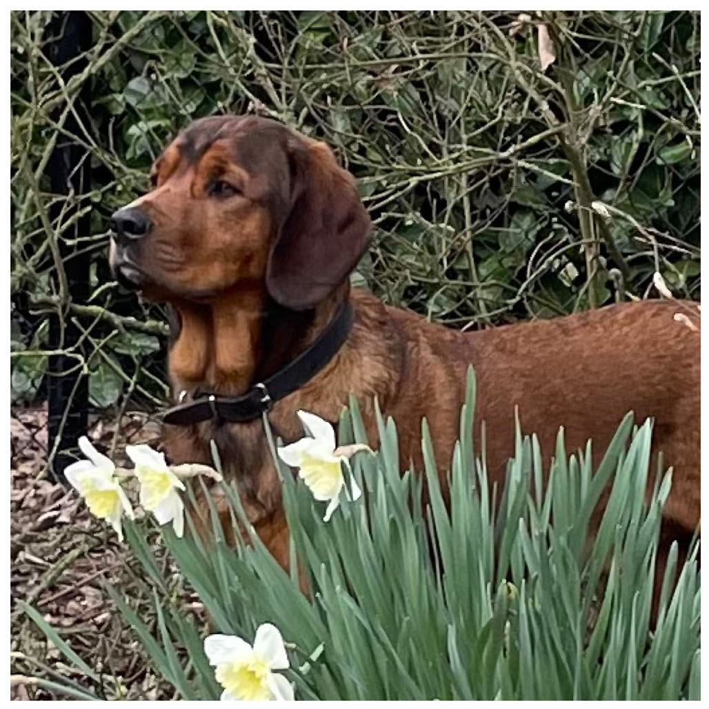 Stichting Trust Fund Tinus